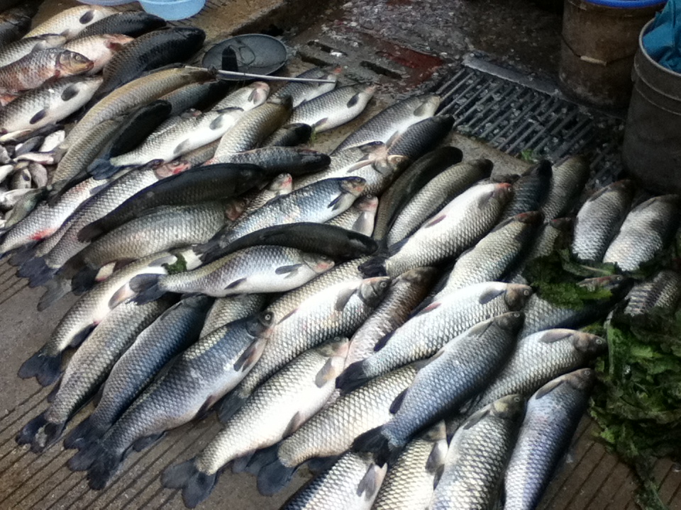 中国の魚 知ってどうなるの 中国最新ニュース ｉｎ海南島